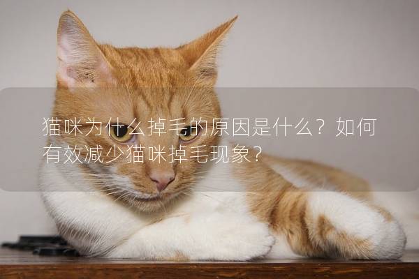 猫咪为什么掉毛的原因是什么？如何有效减少猫咪掉毛现象？