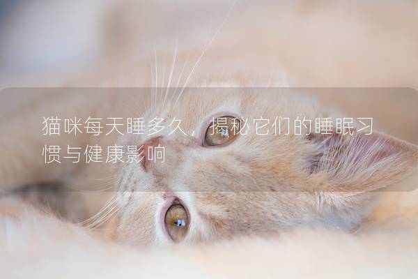 猫咪每天睡多久，揭秘它们的睡眠习惯与健康影响