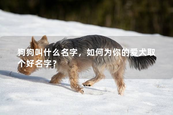 狗狗叫什么名字,如何为你的爱犬取个好名字? 狗狗叫什么名字,如何为你的爱犬取个好名字?