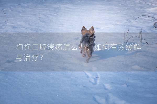 狗狗口腔溃疡怎么办，如何有效缓解与治疗？