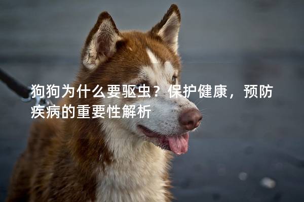 狗狗为什么要驱虫？保护健康，预防疾病的重要性解析