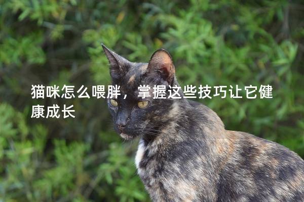 猫咪怎么喂胖，掌握这些技巧让它健康成长