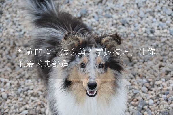 狗狗的指甲怎么剪？掌握技巧，让你的爱犬更舒适