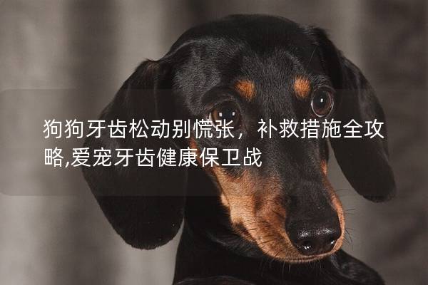 狗狗牙齿松动别慌张，补救措施全攻略,爱宠牙齿健康保卫战