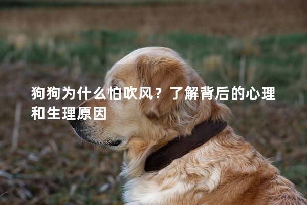 狗狗为什么怕吹风？了解背后的心理和生理原因