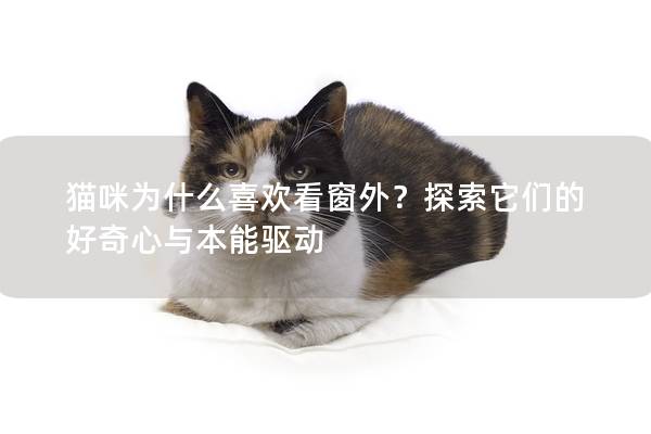 猫咪为什么喜欢看窗外？探索它们的好奇心与本能驱动