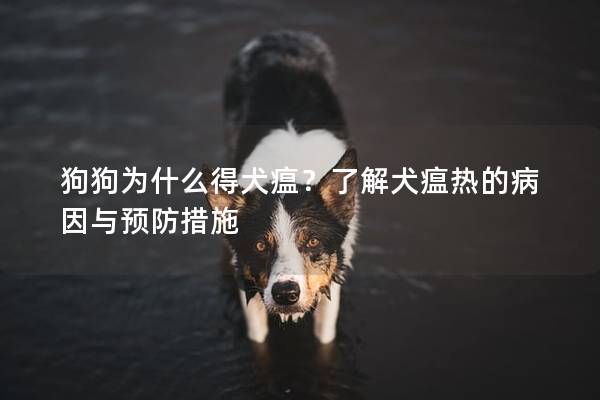 狗狗为什么得犬瘟？了解犬瘟热的病因与预防措施