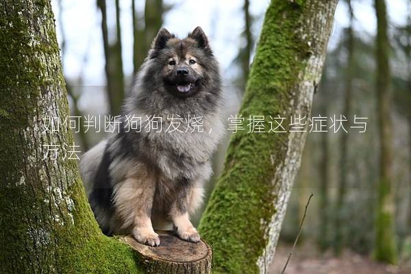 如何判断狗狗发烧，掌握这些症状与方法