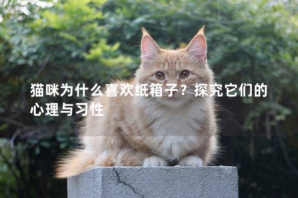 猫咪为什么喜欢纸箱子？探究它们的心理与习性