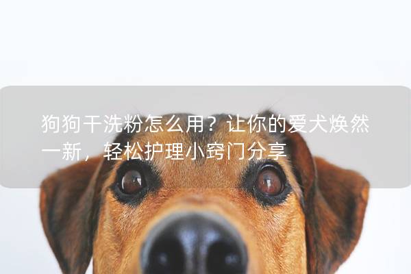 狗狗干洗粉怎么用？让你的爱犬焕然一新，轻松护理小窍门分享
