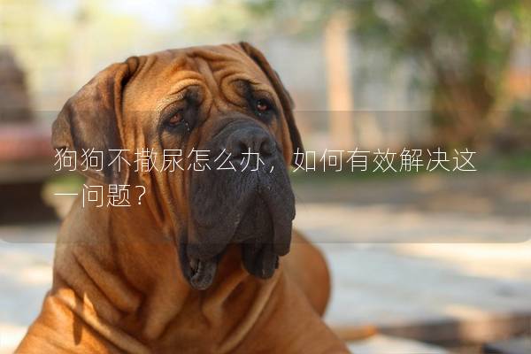 狗狗不撒尿怎么办，如何有效解决这一问题？