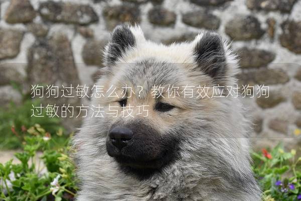 狗狗过敏怎么办？教你有效应对狗狗过敏的方法与技巧