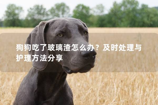 狗狗吃了玻璃渣怎么办？及时处理与护理方法分享