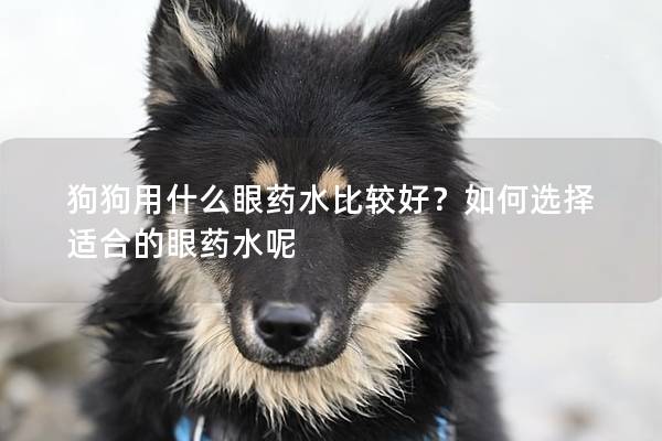 狗狗用什么眼药水比较好？如何选择适合的眼药水呢