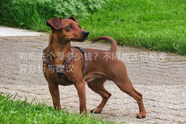 狗狗洗个澡多少钱？不同地区价格差异分析与建议