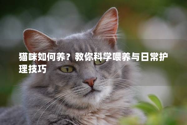 猫咪如何养？教你科学喂养与日常护理技巧