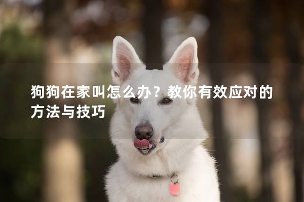 狗狗在家叫怎么办？教你有效应对的方法与技巧