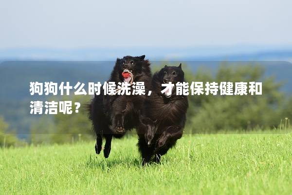 狗狗什么时候洗澡，才能保持健康和清洁呢？
