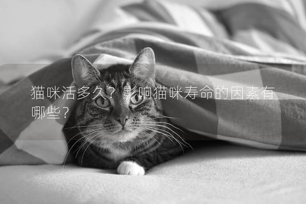 猫咪活多久？影响猫咪寿命的因素有哪些？