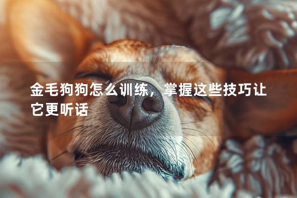 金毛狗狗怎么训练,掌握这些技巧让它更听话 金毛狗狗怎么训练,掌握这些技巧让它更听话