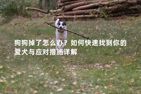 狗狗掉了怎么办？如何快速找到你的爱犬与应对措施详解