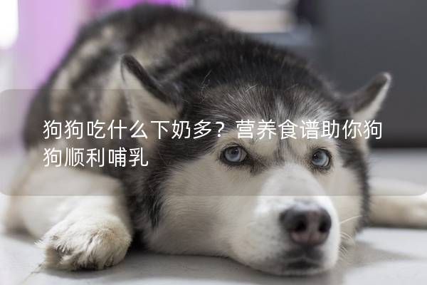 狗狗吃什么下奶多？营养食谱助你狗狗顺利哺乳