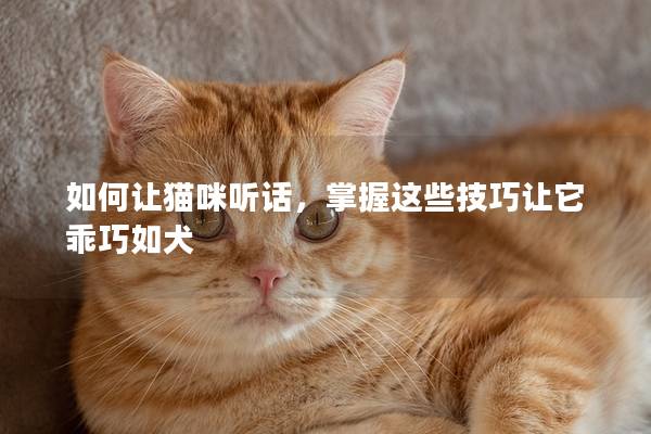 如何让猫咪听话，掌握这些技巧让它乖巧如犬