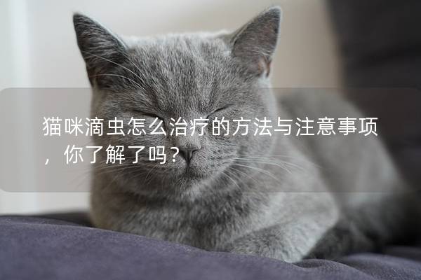 猫咪滴虫怎么治疗的方法与注意事项，你了解了吗？