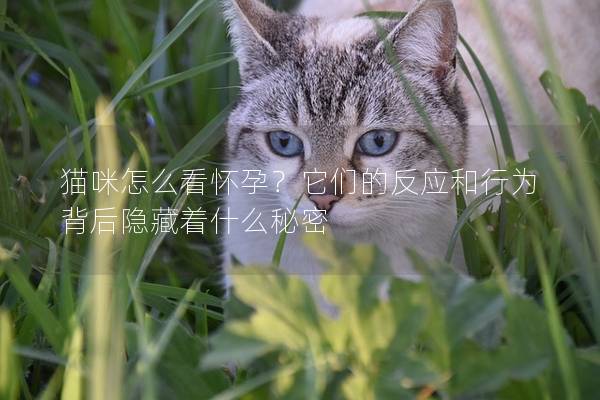 猫咪怎么看怀孕？它们的反应和行为背后隐藏着什么秘密
