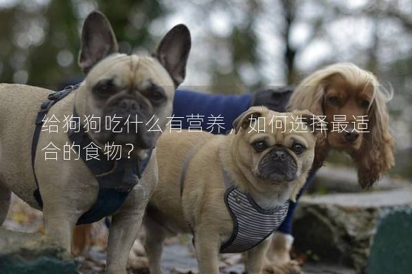 给狗狗吃什么有营养，如何选择最适合的食物？