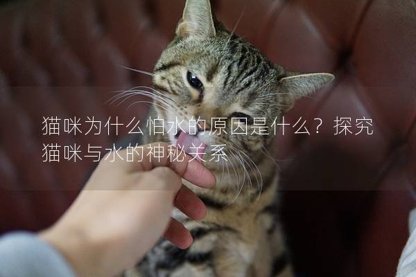 猫咪为什么怕水的原因是什么？探究猫咪与水的神秘关系