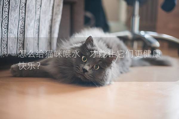 怎么给猫咪喂水，才能让它们更健康快乐？