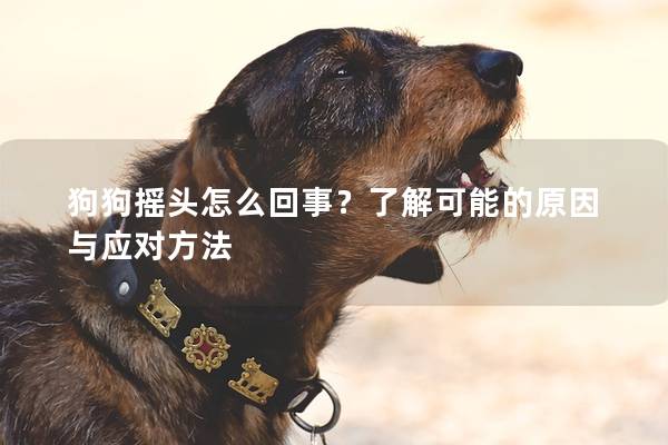 狗狗摇头怎么回事？了解可能的原因与应对方法