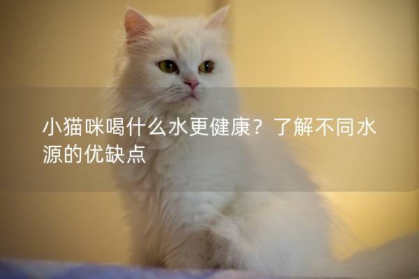 小猫咪喝什么水更健康？了解不同水源的优缺点