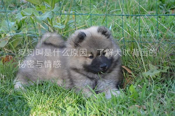 狗狗叫是什么原因，了解犬吠背后的秘密与情感