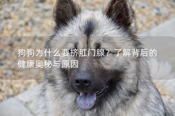 狗狗为什么要挤肛门腺？了解背后的健康奥秘与原因