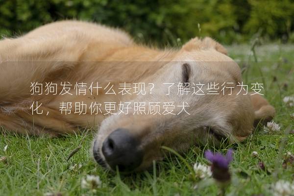 狗狗发情什么表现?了解这些行为变化,帮助你更好照顾爱犬 狗狗发情什么表现?了解这些行为变化,帮助你更好照顾爱犬