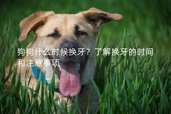狗狗什么时候换牙？了解换牙的时间和注意事项