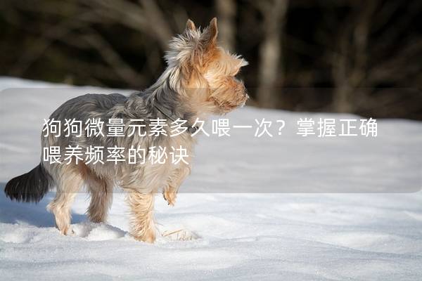 狗狗微量元素多久喂一次？掌握正确喂养频率的秘诀