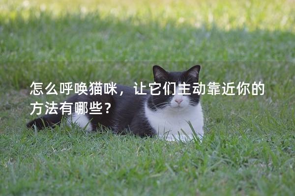 怎么呼唤猫咪，让它们主动靠近你的方法有哪些？