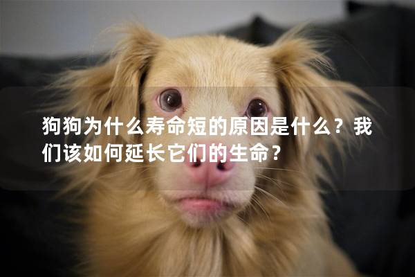 狗狗为什么寿命短的原因是什么？我们该如何延长它们的生命？