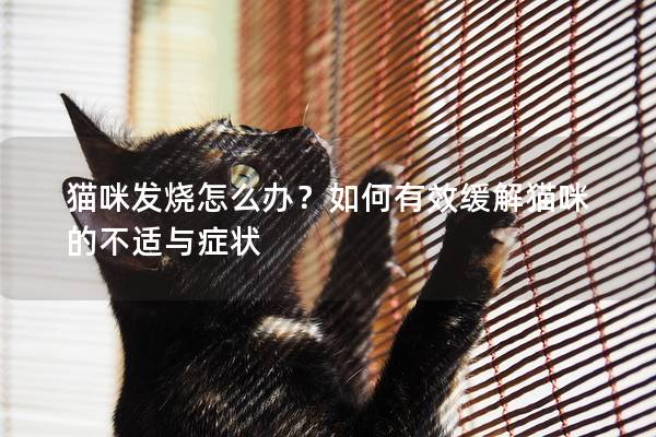 猫咪发烧怎么办？如何有效缓解猫咪的不适与症状