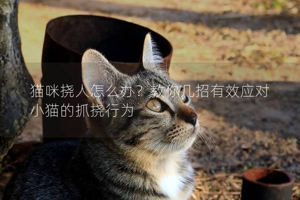 猫咪挠人怎么办？教你几招有效应对小猫的抓挠行为