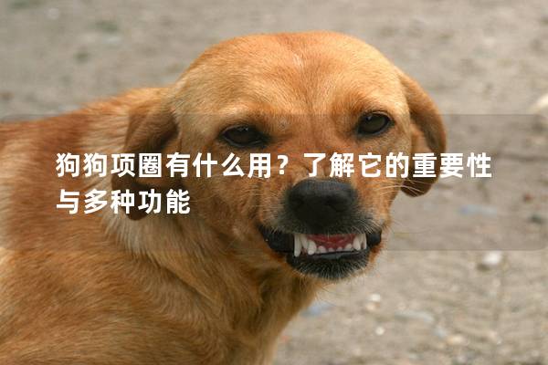 狗狗项圈有什么用？了解它的重要性与多种功能