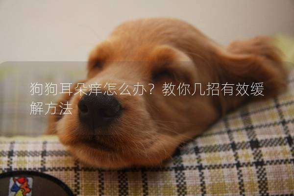 狗狗耳朵痒怎么办？教你几招有效缓解方法