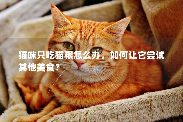 猫咪只吃猫粮怎么办，如何让它尝试其他美食？