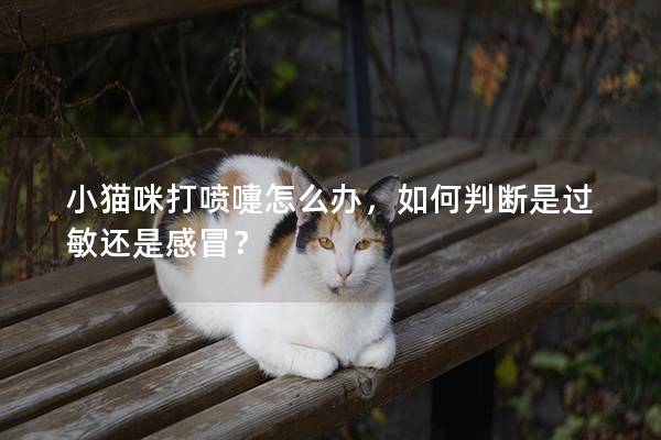 小猫咪打喷嚏怎么办，如何判断是过敏还是感冒？