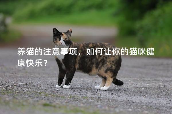 养猫的注意事项，如何让你的猫咪健康快乐？