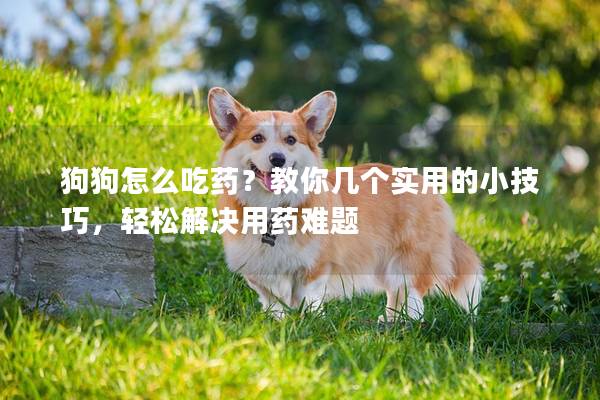 狗狗怎么吃药？教你几个实用的小技巧，轻松解决用药难题
