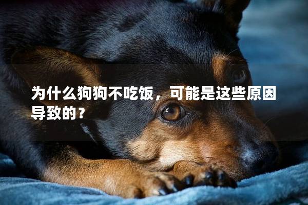 为什么狗狗不吃饭，可能是这些原因导致的？